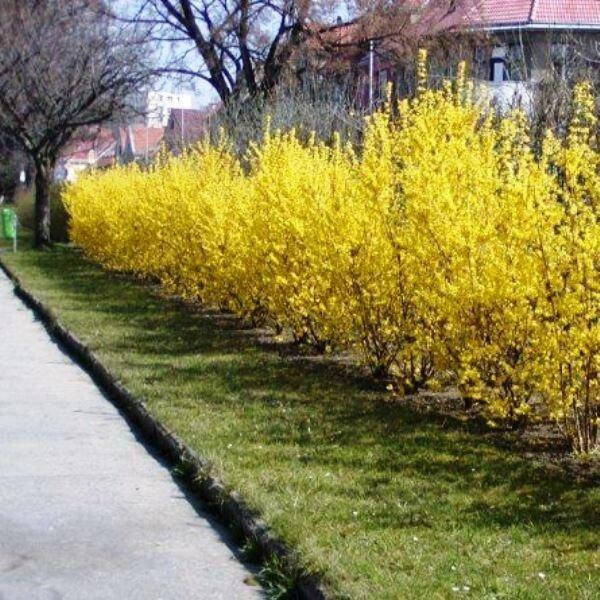 

Форзиция промежуточная Lynwood (САЖЕНЦЫ).