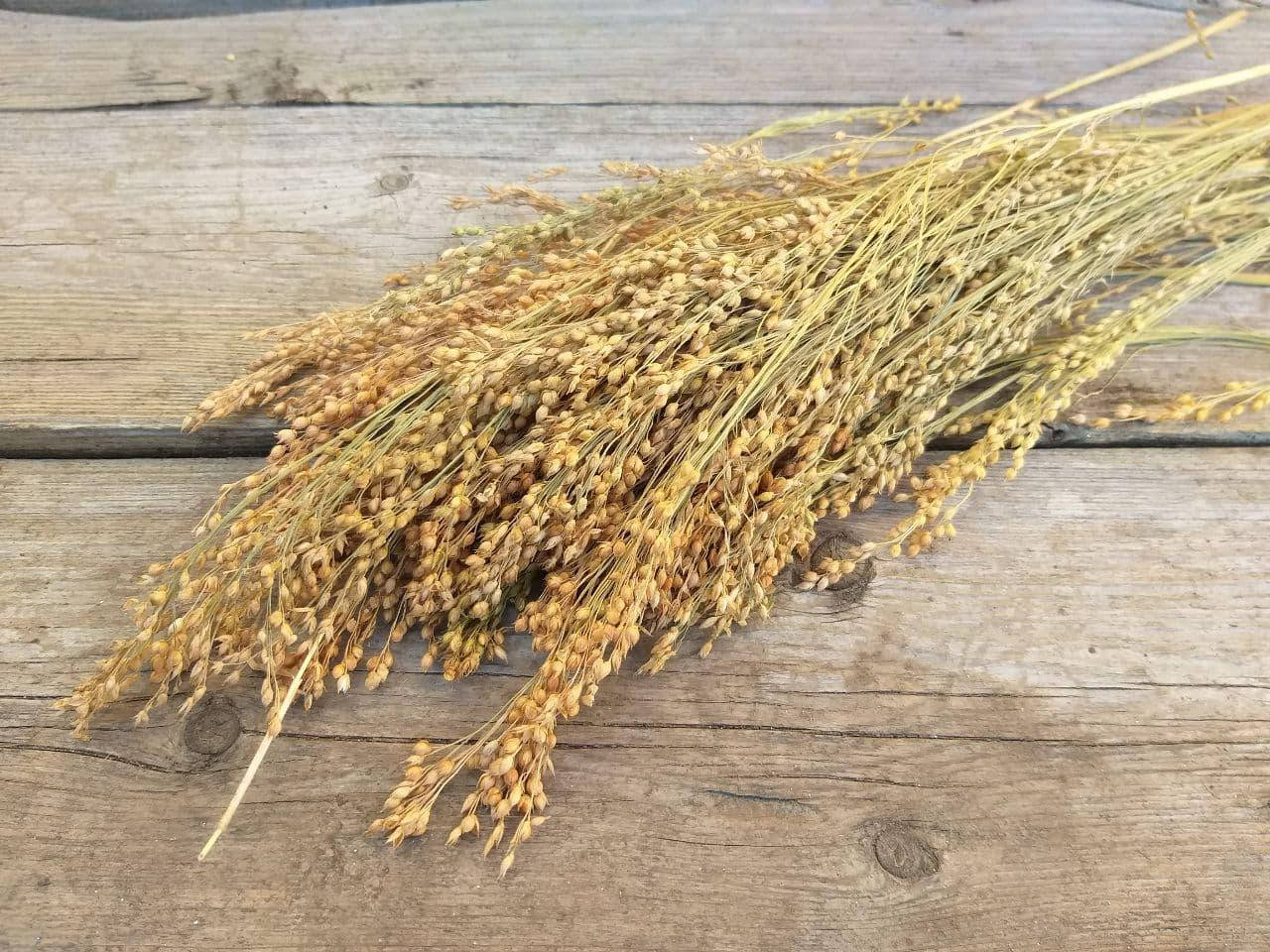 

Просо, натуральный сухоцвет - 10 веток