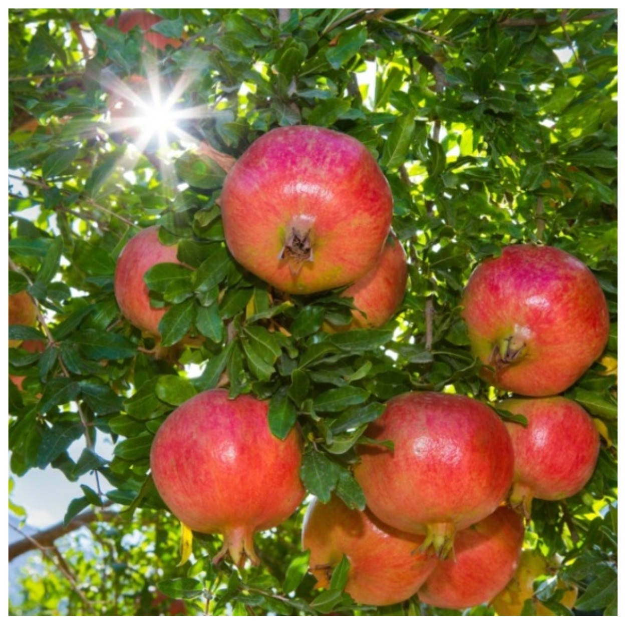 

Гранат морозоустойчивый Гюлоша розовая 1 год