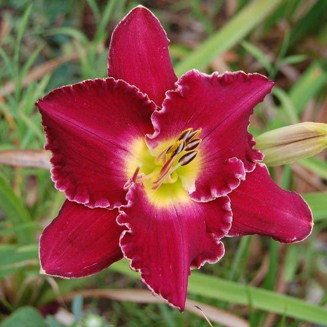 

Лилейник Francis of Assisi (саженцы)