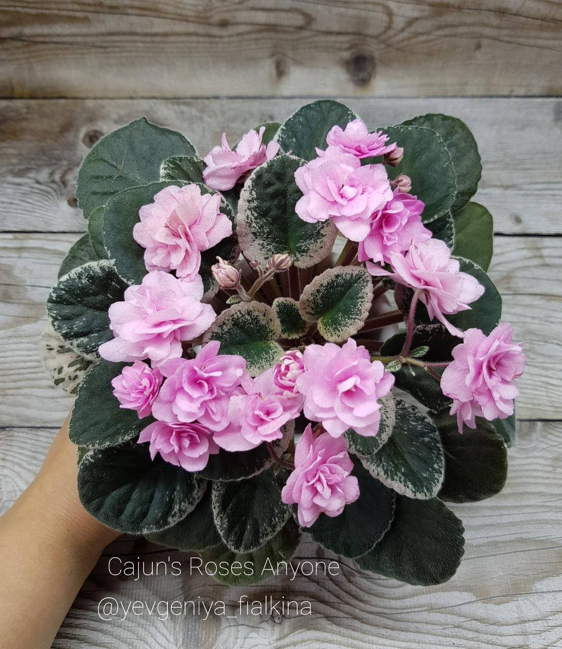 

Фиалка Cajun's Roses Anyone лист, Розовый