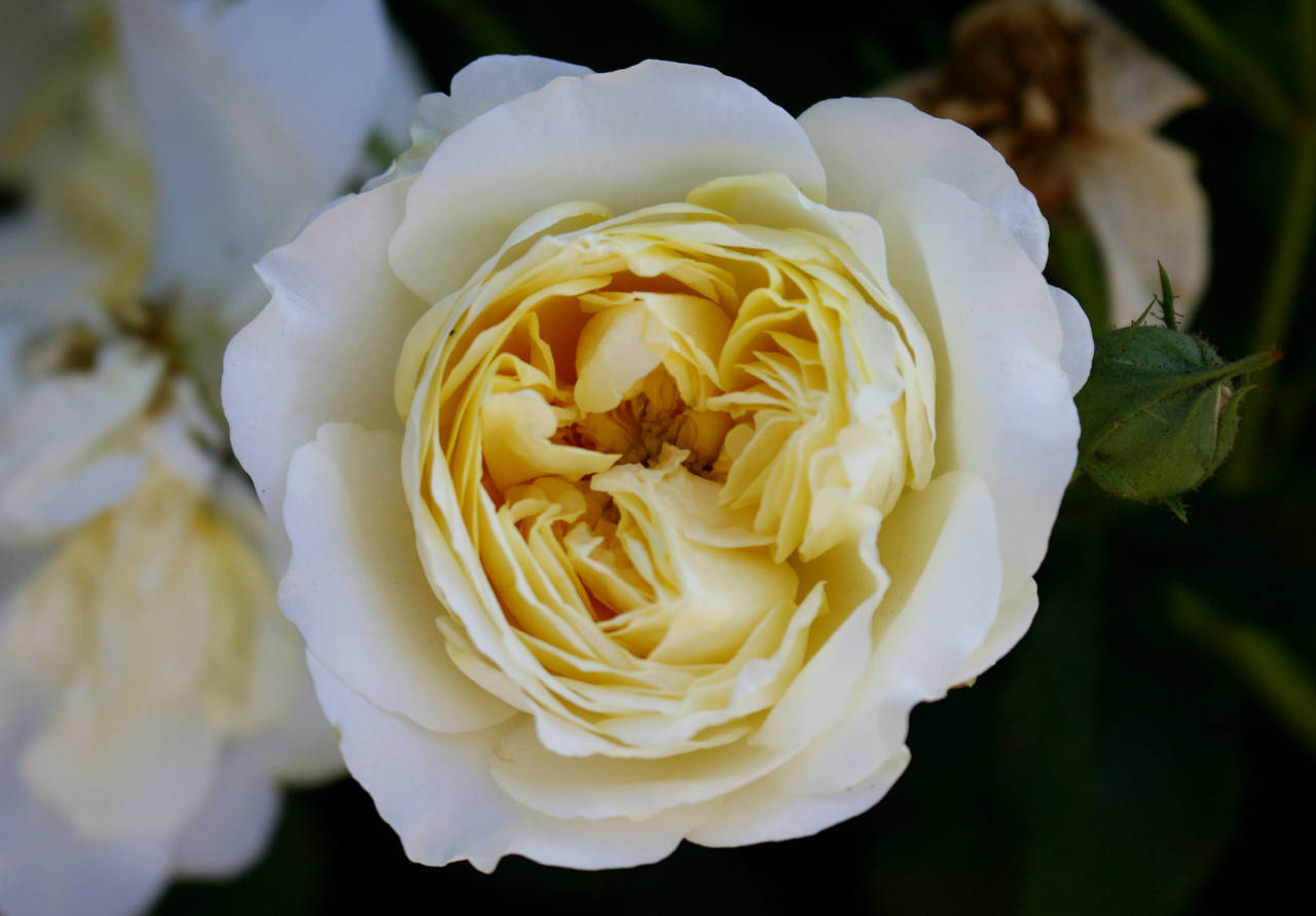 

Саженцы роз Клер Остин (Claire Austin)