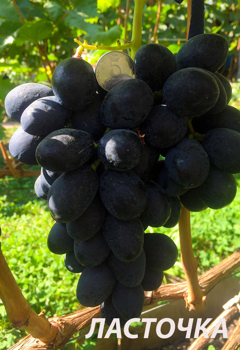 

Саженцы винограда Ласточка