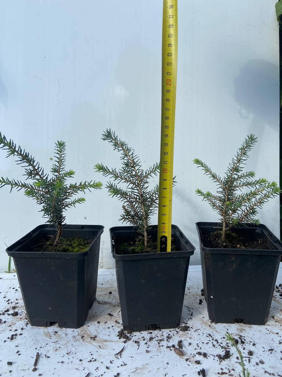 

Ель сербская Карел (Picea omorika Karel) 15см