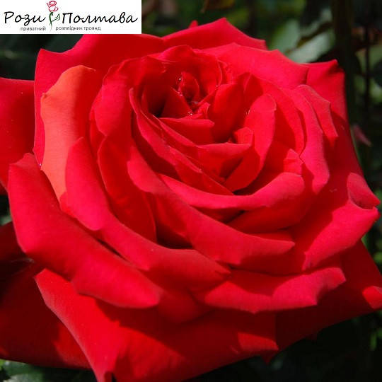 

Гранд Аморе (Grande Amore)