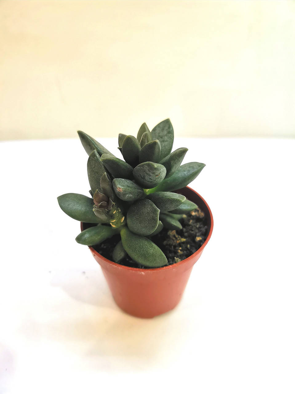 

Адромискус Adromischus hemisphaericus Суккулент Комнатное растение