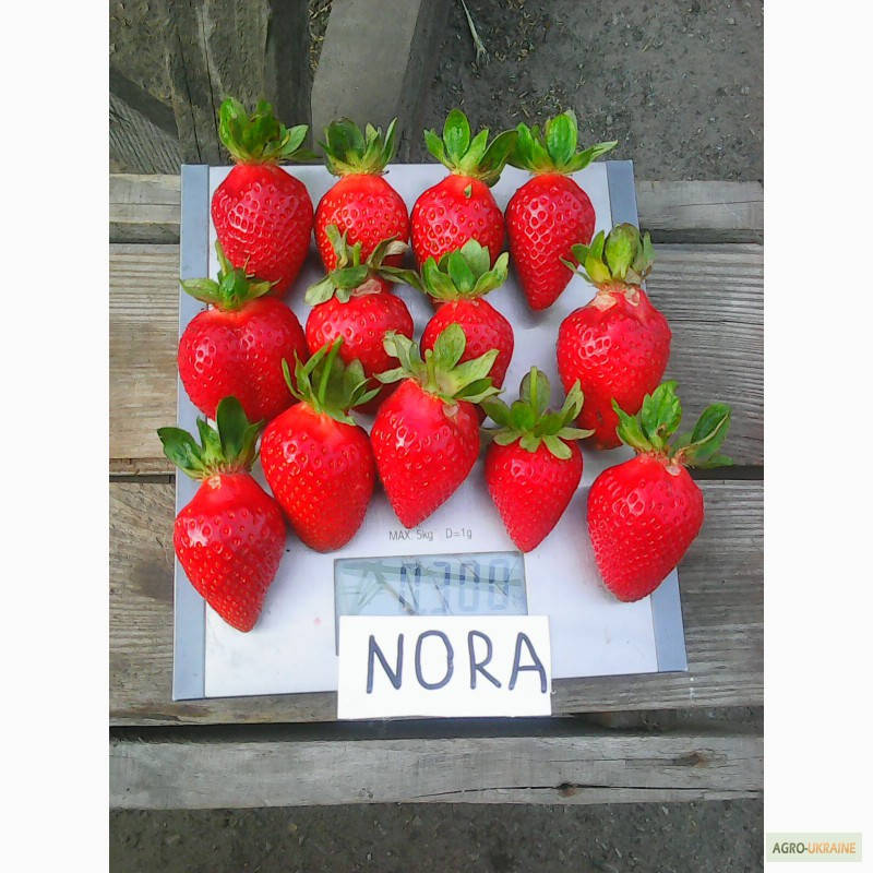 

Саженцы клубники (рассада) Нора (Nora) - ранняя, крупноплодная, урожайная