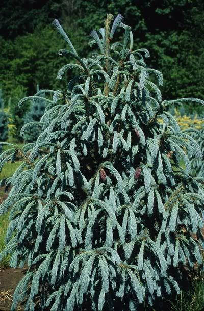 

Picea engelmannii Blue Mago