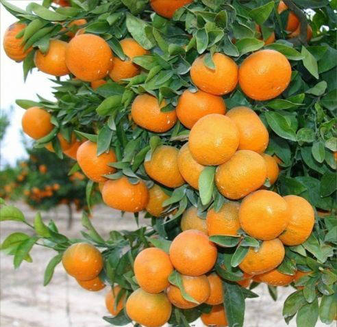 

Саженцы мандарина Ковано-васе - комнатный, урожайный, сладкий
