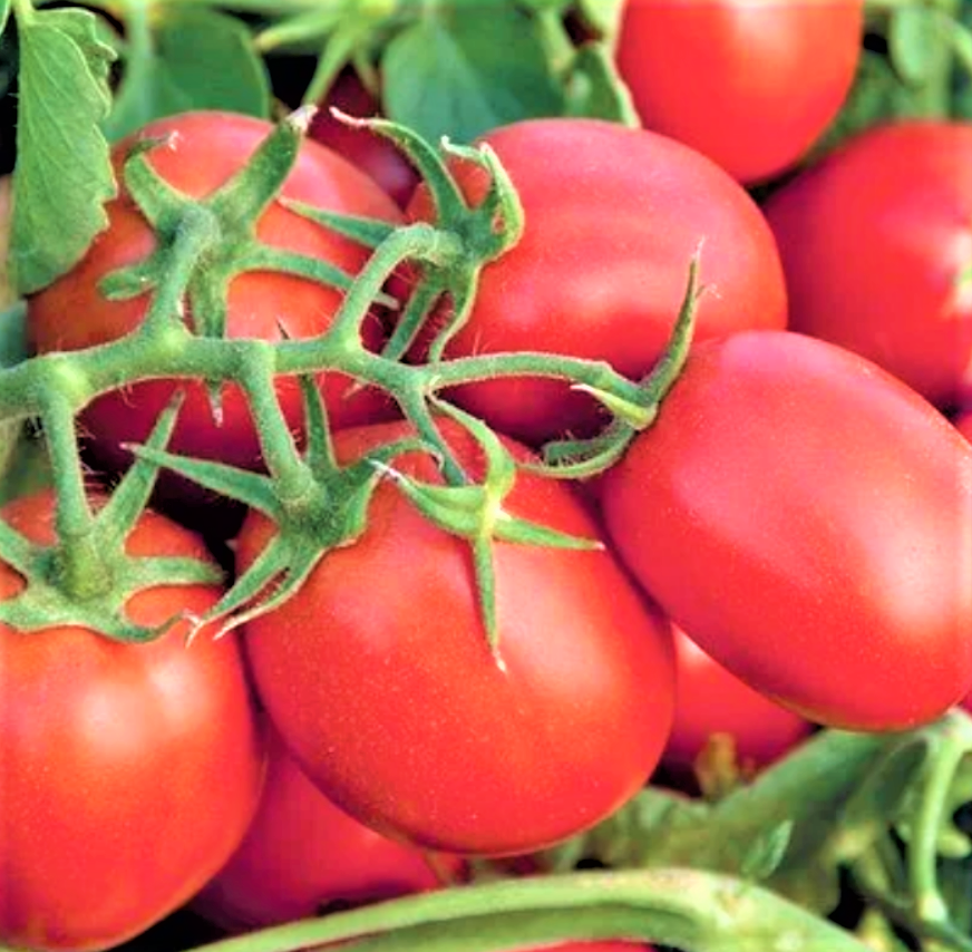 

Томат СУОМИ F1 Syngenta 2500 шт