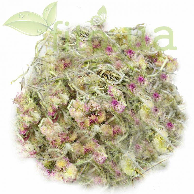 

Кошачья лапка трава 10 гр.