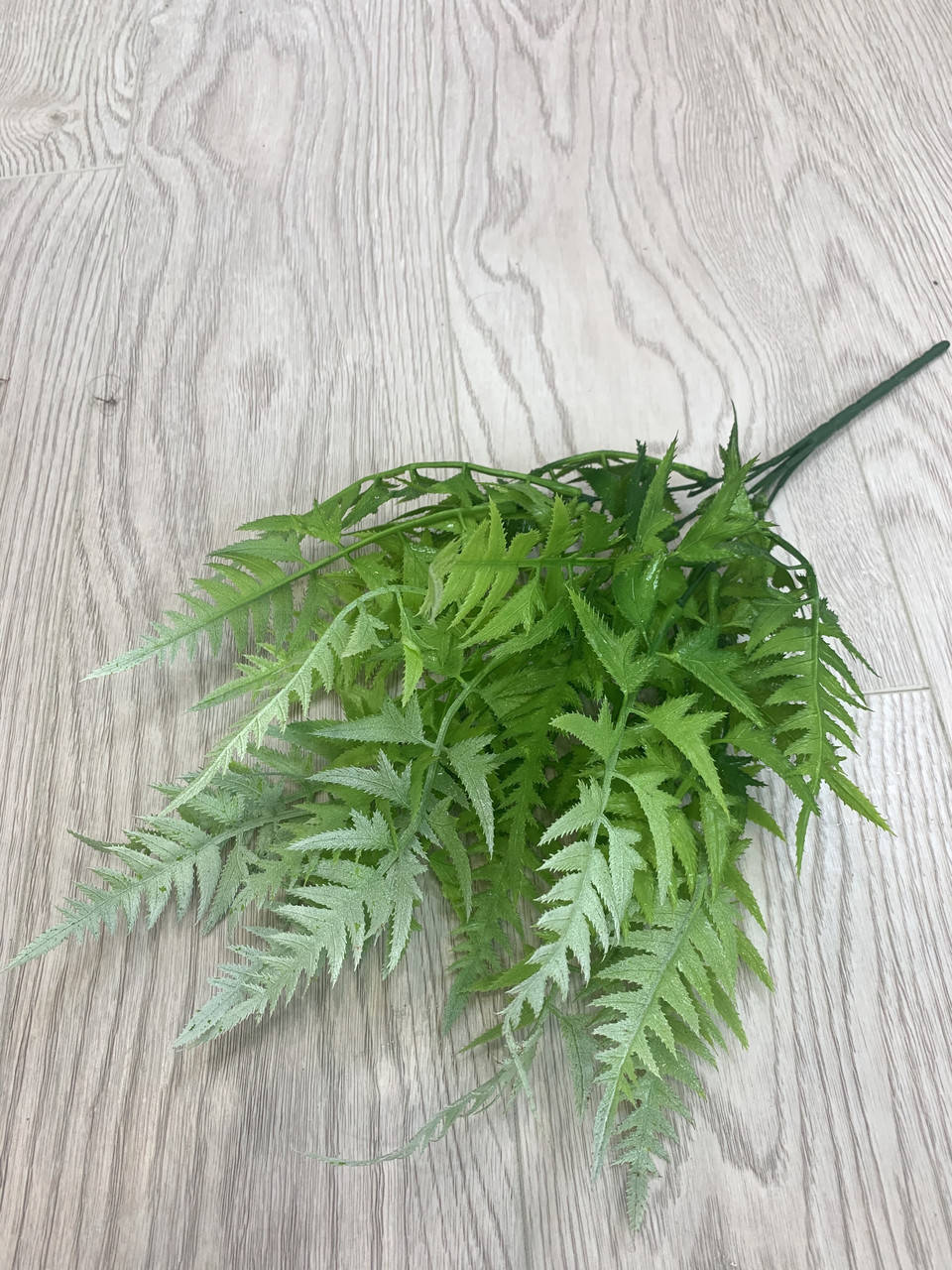 

Папоротник декоративный (30 см )