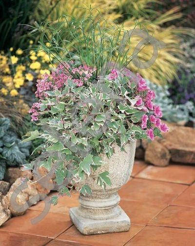 

Ипомея "Variegata" рассада в горшке 0.25л