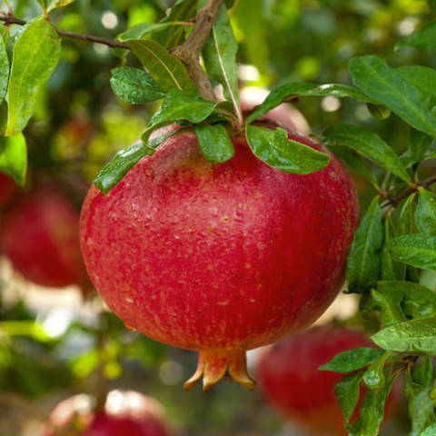 

Саженцы Граната Ахмар - среднего срока созревания, крупноплодный