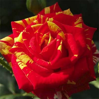 

Роза Fire Flash (саженцы)
