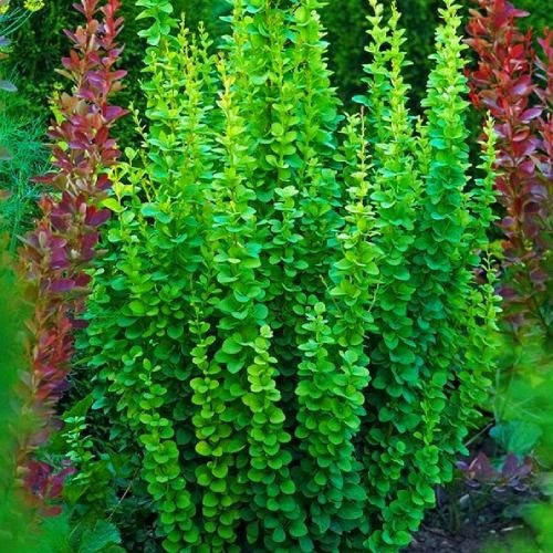 

Барбарис Тунберга Erecta 3 річний, Барбарис Тунберга Эректа, Berberis thunbergii Erecta