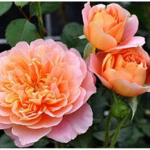 

Роза The Impressionist (Импрессионист) John Clements