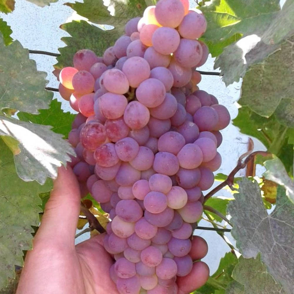 

Саженцы винограда «Ркацители»