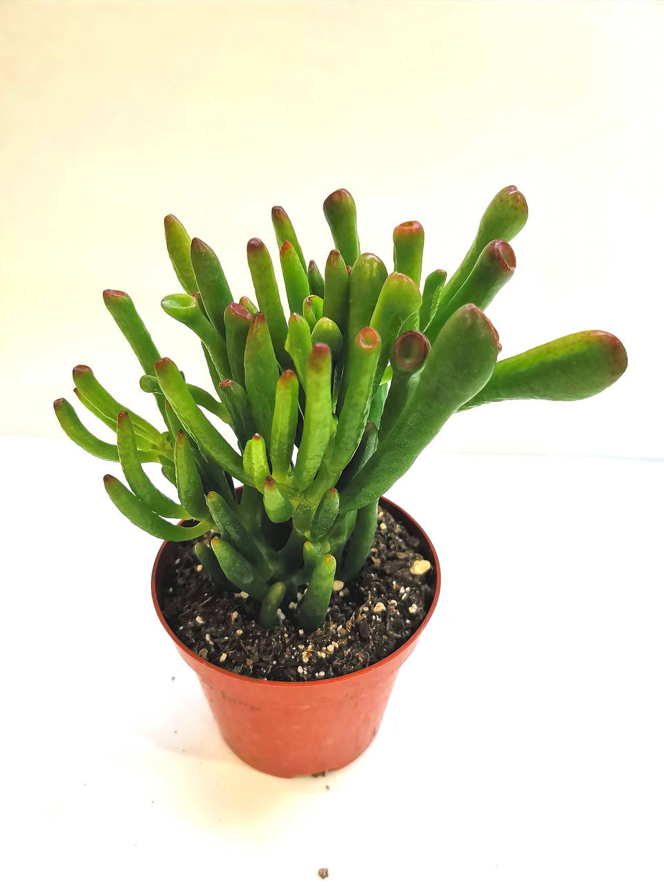 

Крассула Crassula Coral Суккулент Комнатное растение