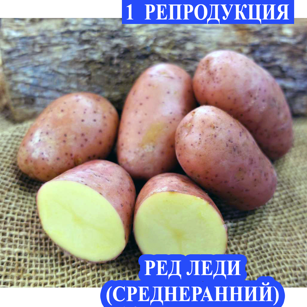 

Семенной картофель Ранний посадочный картофель элита Семенная картошка сорта РЕД ЛЕДИ 1 репродукции