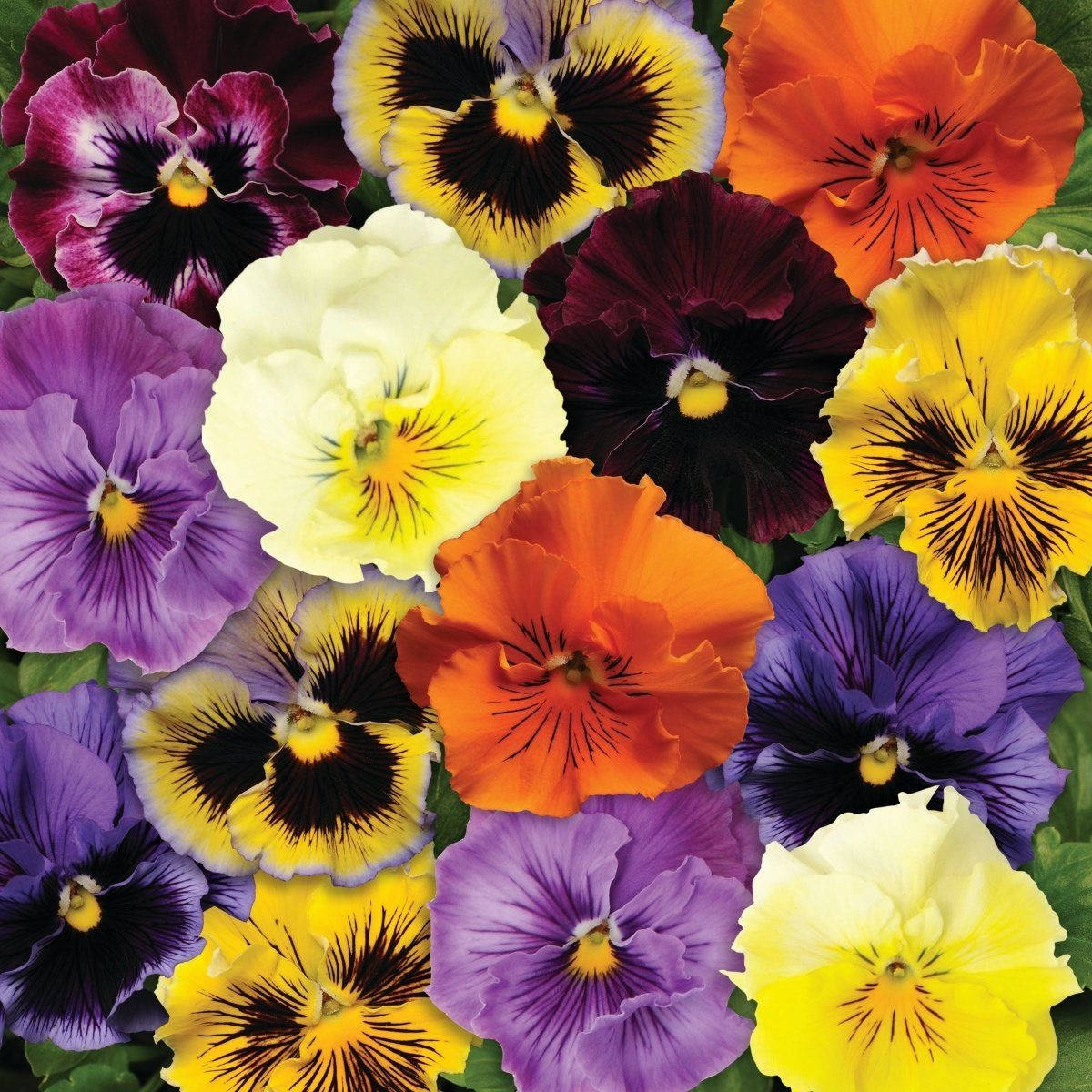 

Виола Фризли Сизли махровая 10 шт Pan American Смесь