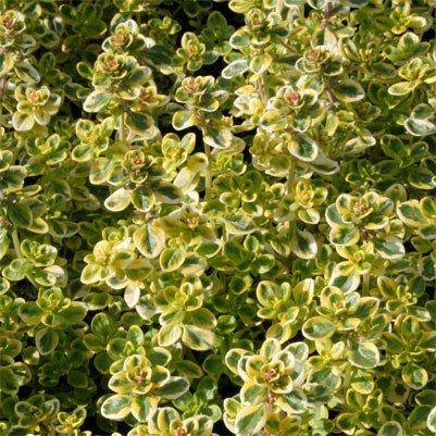 

Чабрец Golden King (саженцы)