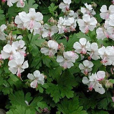 

Герань садовая кембриджская Biokovo (Биоково)