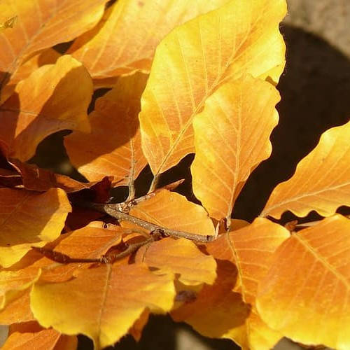 

Бук, Fagus sylvatica