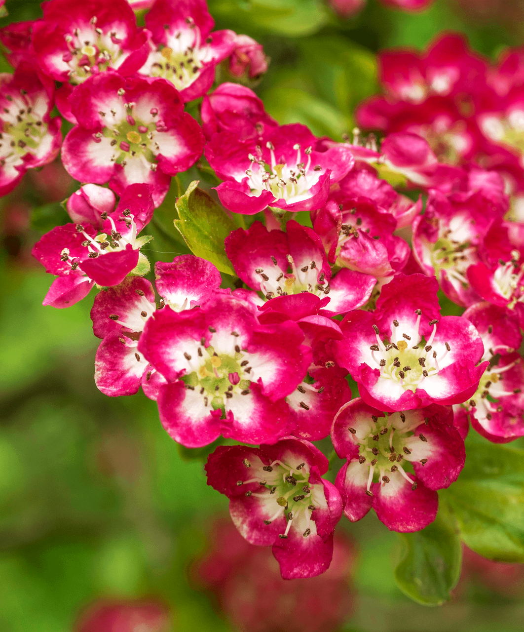 

Боярышник сглаженый Кримсон Клауд \ Crataegus Crimson Cloud ( саженцы 2 года ОКС)