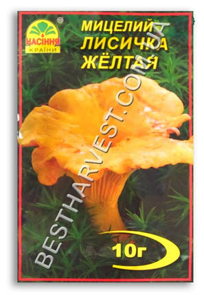 Міцелій «Лисичка Жовта» 10 г, фото 1