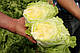 Салат кочаний тип Айсберг Платінас/Platinas RZ 1000 насіння, фото 2