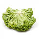 Насіння салату Алеппо/Aleppo RZ тип Лолла Біонда 1000 насіння Rijk Zwaan, фото 4
