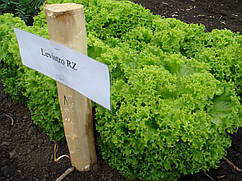 Насіння салату Левістро/Levistro Тип Лолла Біонда 1000 насіння Rijk Zwaan