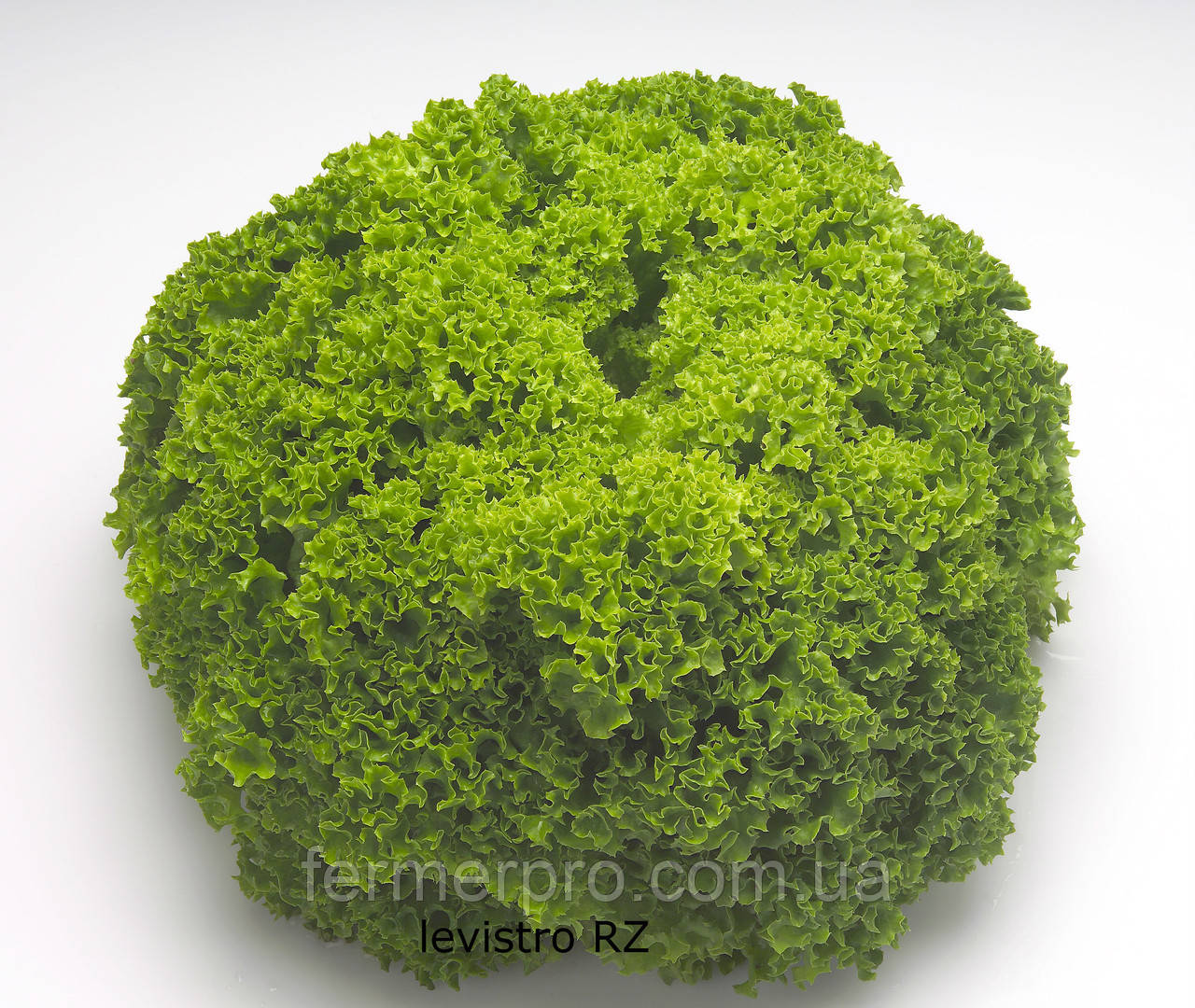 Насіння салату Ліадин. Тип Лолла Біонда 1000 насіння Rijk Zwaan, фото 1