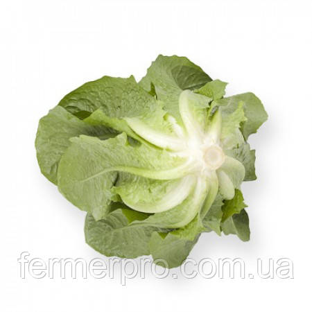 Насіння салату Айвона/Auvona RZ 1000 насіння Rijk Zwaan, фото 1