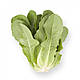 Насіння салату Айвона/Auvona RZ 1000 насіння Rijk Zwaan, фото 2