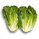 Насіння салату Айвона/Auvona RZ 1000 насіння Rijk Zwaan, фото 3