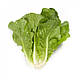 Насіння салату Вікторинус/Victorinus RZ 1000 насіння Rijk Zwaan, фото 3