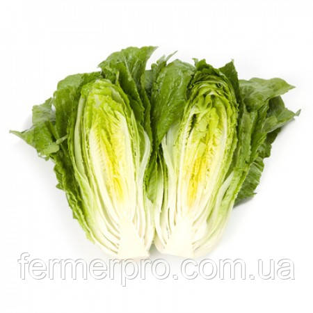 Насіння салату Вікторинус/Victorinus RZ 1000 насіння Rijk Zwaan, фото 1