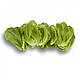 Насіння салату Крунчіта/Crunchita RZ 1000 насіння Rijk Zwaan, фото 6
