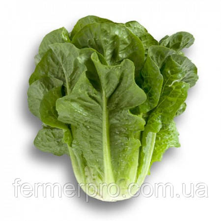 Насіння салату Клаудіус/Claudius RZ Rijk Zwaan 1000 насіння, фото 1