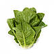 Насіння салату Рафаель/Rafael RZ 1000 насіння Rijk Zwaan, фото 8