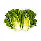 Насіння салату Рафаель/Rafael RZ 1000 насіння Rijk Zwaan, фото 9