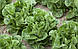 Насіння салату Рафаель/Rafael RZ 5000 насіння Rijk Zwaan, фото 3
