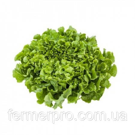 Насіння салату Анконі/Andconi RZ 5000 насіння Rijk Zwaan , фото 1
