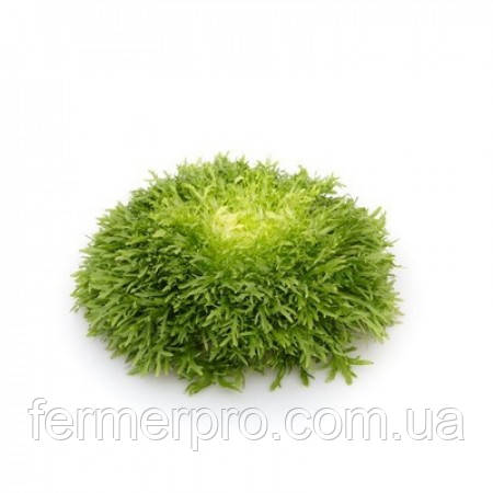 Насіння індивія Корбі/Korbi 5000 насіння Rijk Zwaan, фото 1