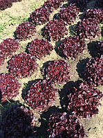 Салат дуболістний Руксай/Rouxal RZ 1000 насіння Rijk Zwaan