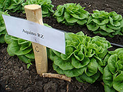 Насіння салату Аквіно/Aquino RZ 5000 насіння Rijk Zwaan