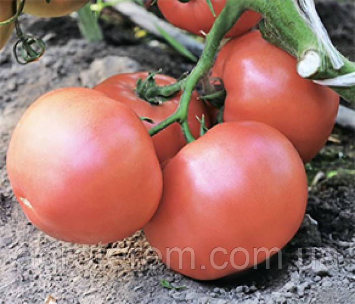 Семена томатов Эсмира F1 (Esmira F1) 1000с - фото 4 - id-p14859313