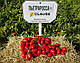 Насіння томату П'єтрароса F1/Petra Rossa F1 25000 насіння Clause, фото 4
